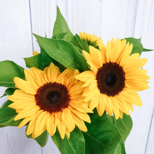 Sunflower – per bunch
