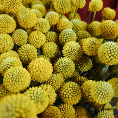 Knopkierie Jumbo – per bunch
