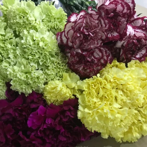 Carnations – per bunch — catalogue product